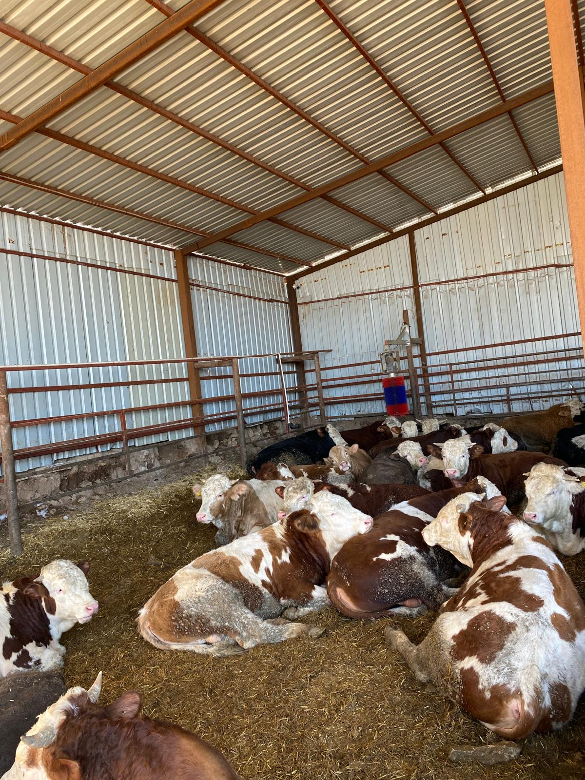 Kurban için Hazır Olan hayvanlarımız