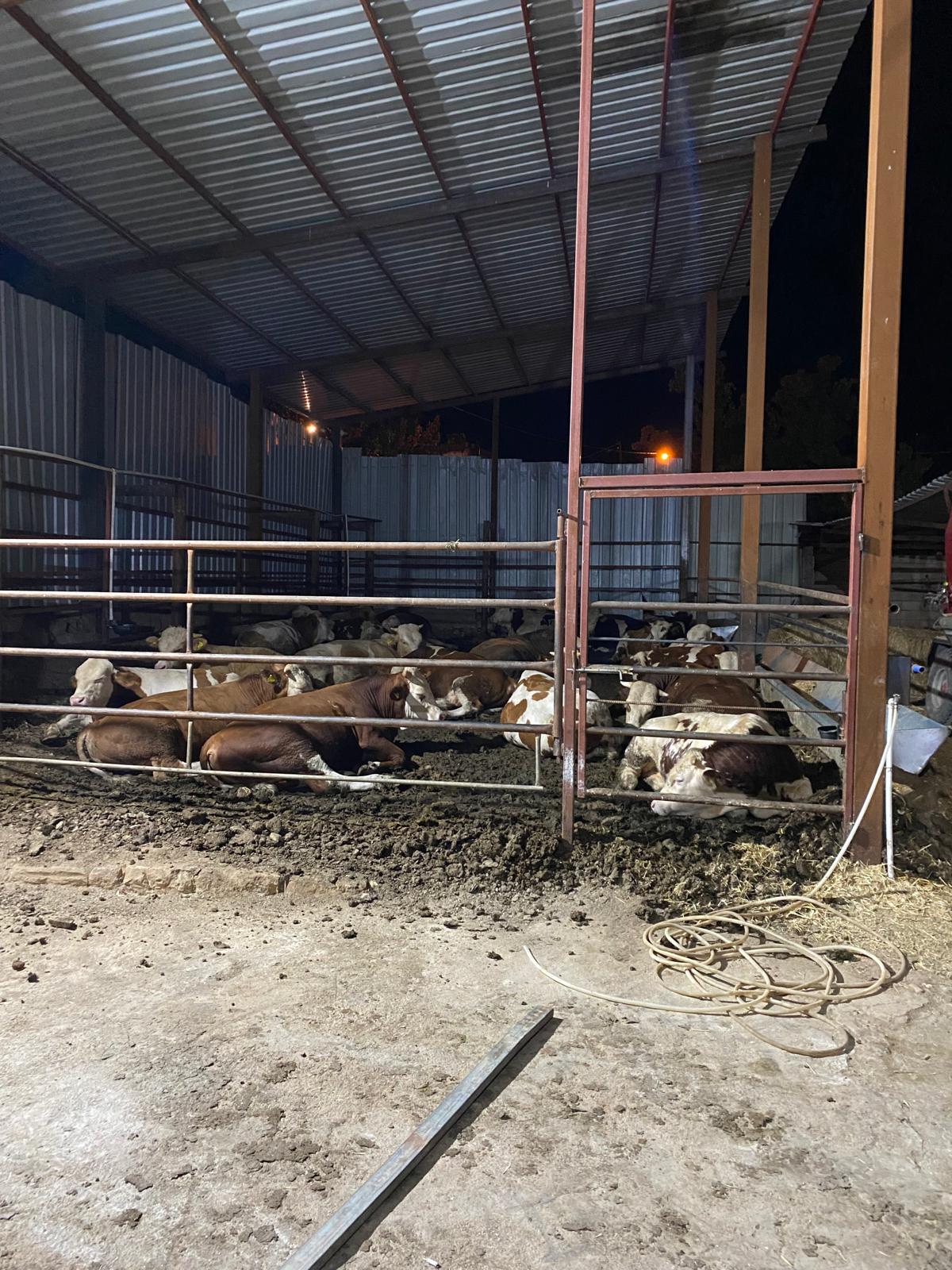 Kesim Yerimizden Bazı Görüntüler