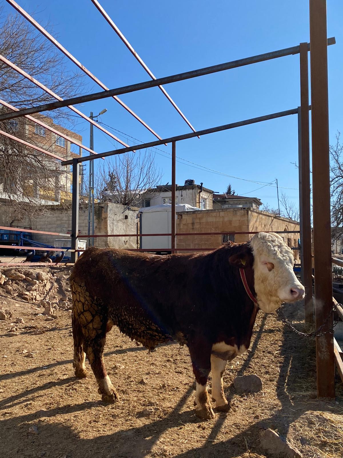 Kesim Yerimizden Bazı Görüntüler