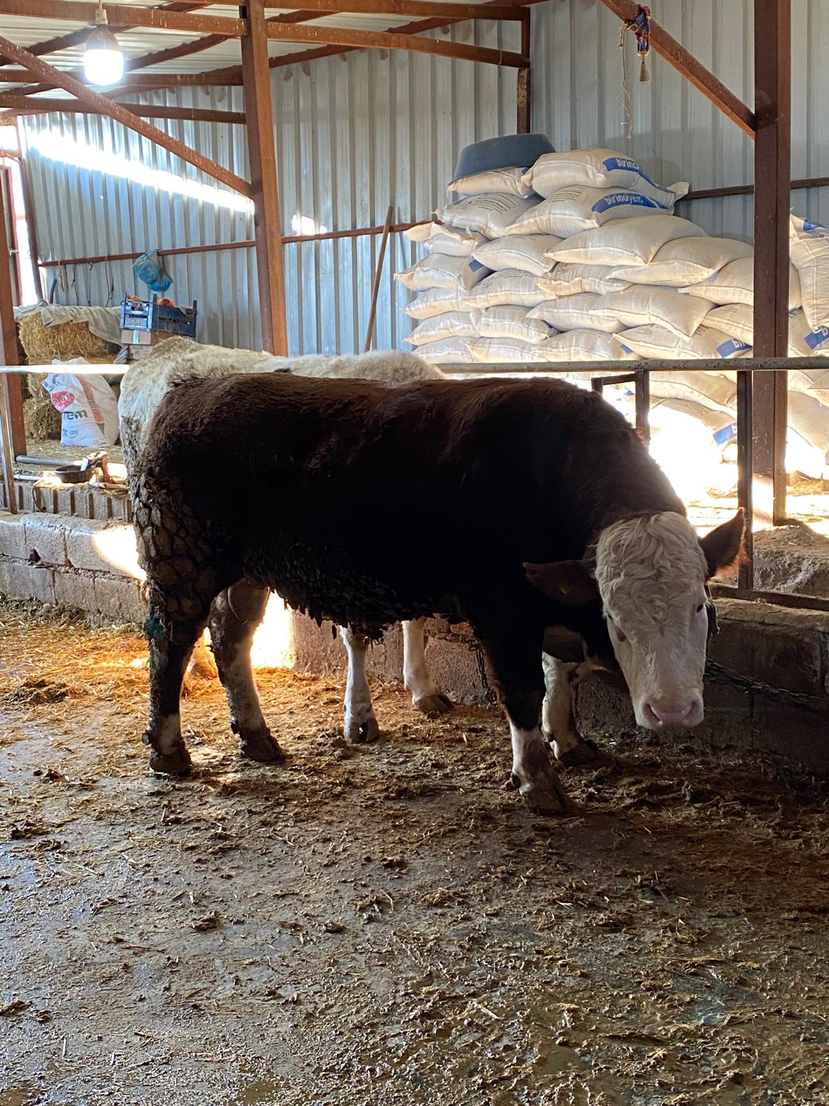 Kesim Yerimizden Bazı Görüntüler