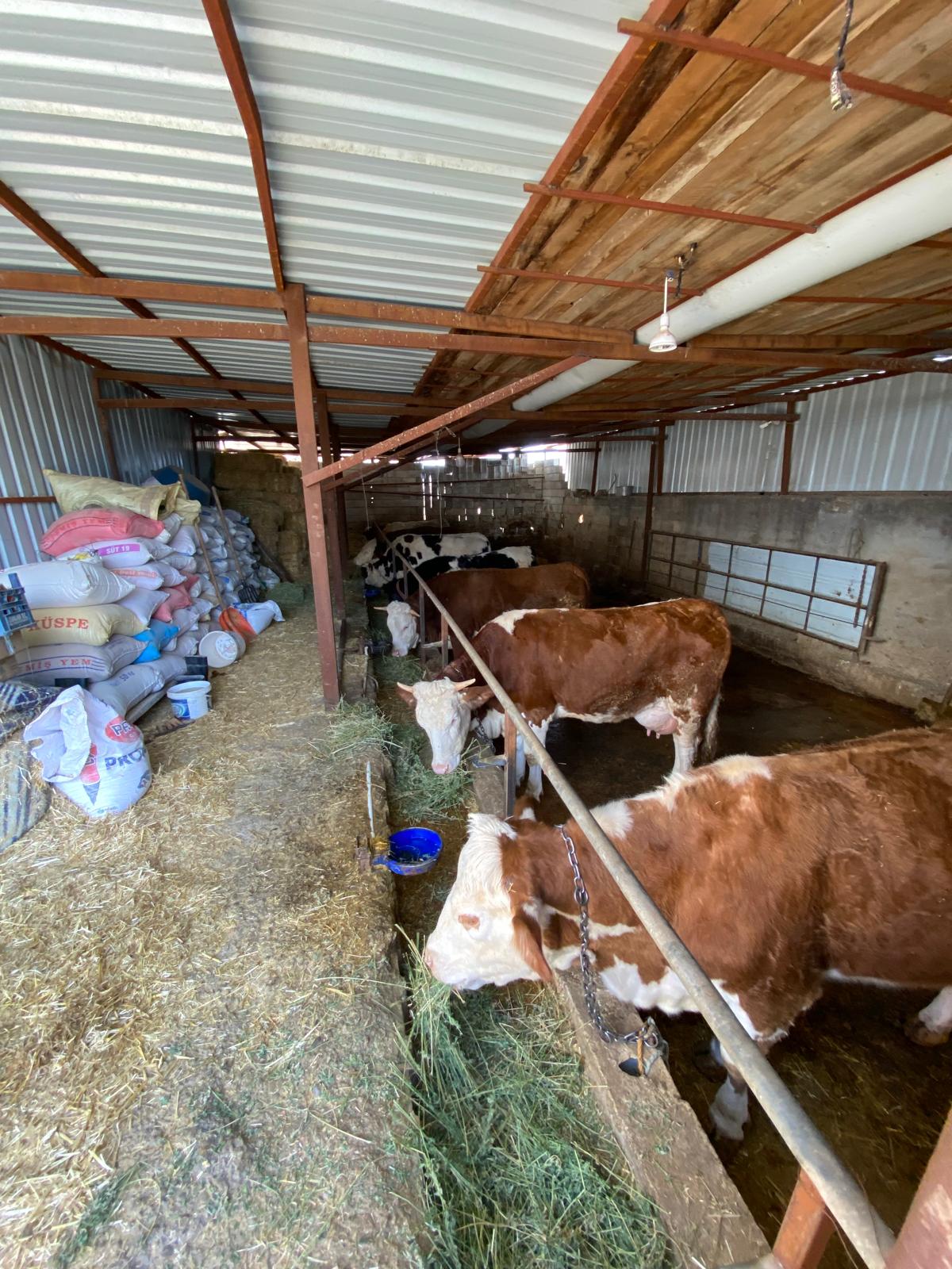 Kesim Yerimizden Bazı Görüntüler